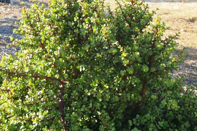 Portulacaria afra
