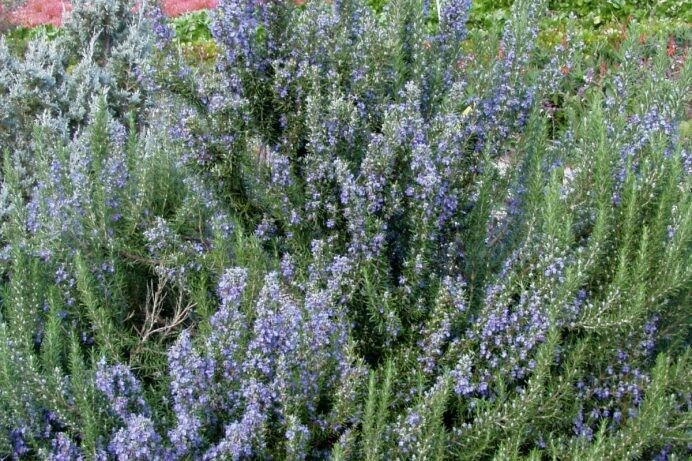 Rosmarinus officinalis ‘Tuscan Blue’
