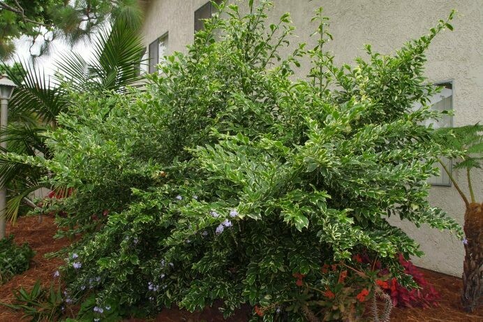 Duranta repens variegata 'Brazilian Skyflower' Duranta repens variegata 'Brazilian Skyflower'