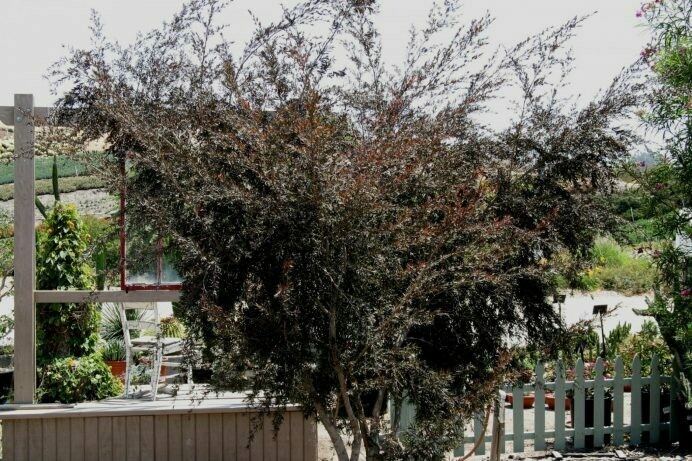 Leptospermum hybrid ‘Dark Shadows'