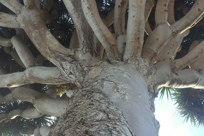 Draceana draco