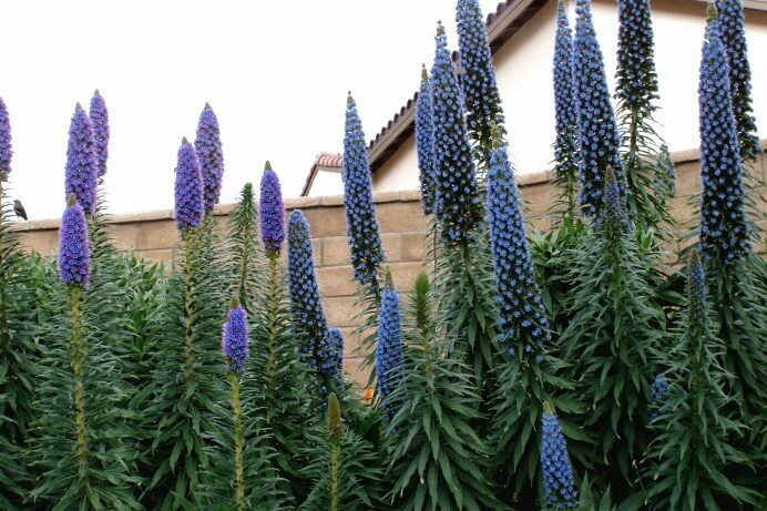 Echium Fastuosum Electric Pride Of Madeira