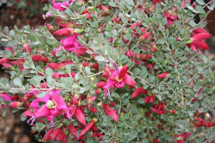 Eremophila maculata Red Hearts