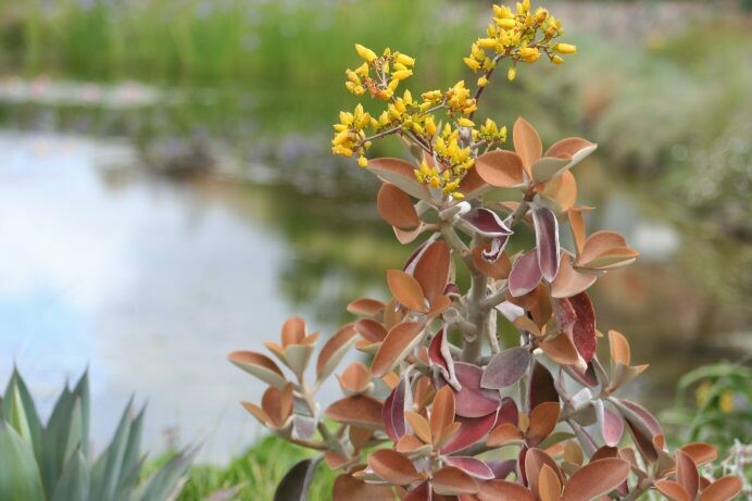 Kalanchoe orgyalis