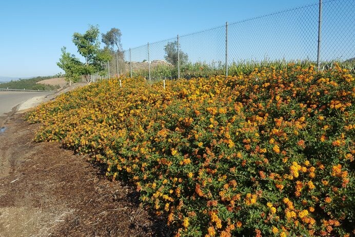 Lantana Dwrf Radiation Orange