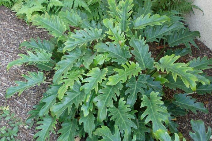 Philodendron Zanadu