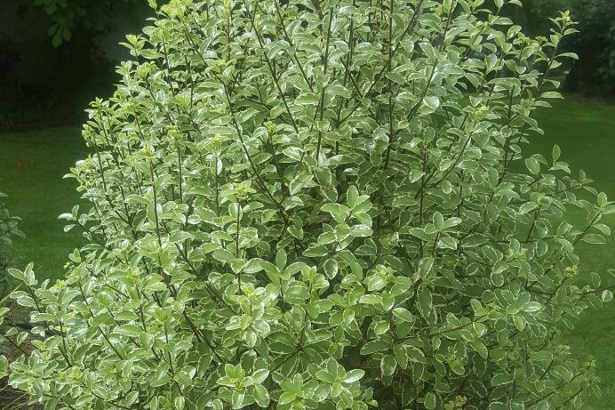 Pittosporum ‘Marjorie Shannon’