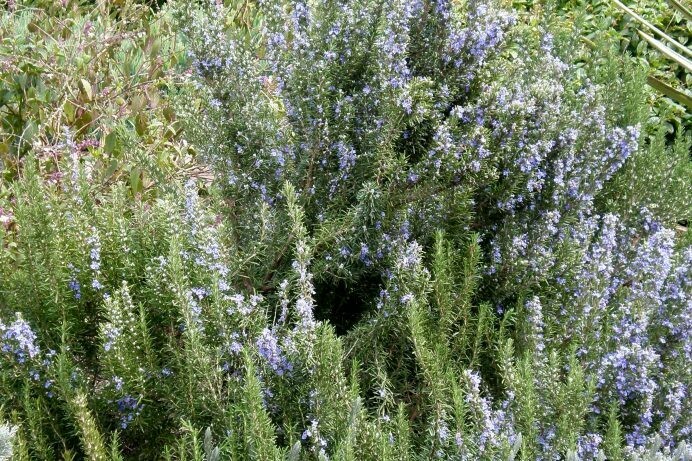Rosmarinus officinalis ‘Prostratus’