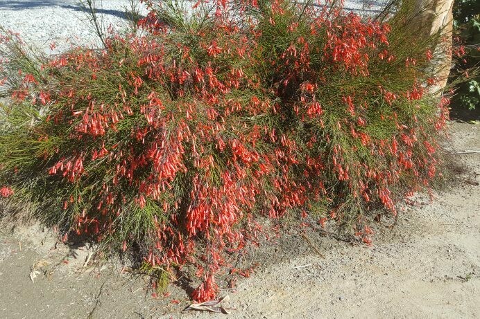 Russelia equisetiformis