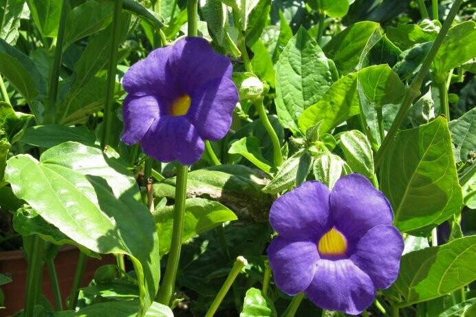 Thunbergia battiscombei