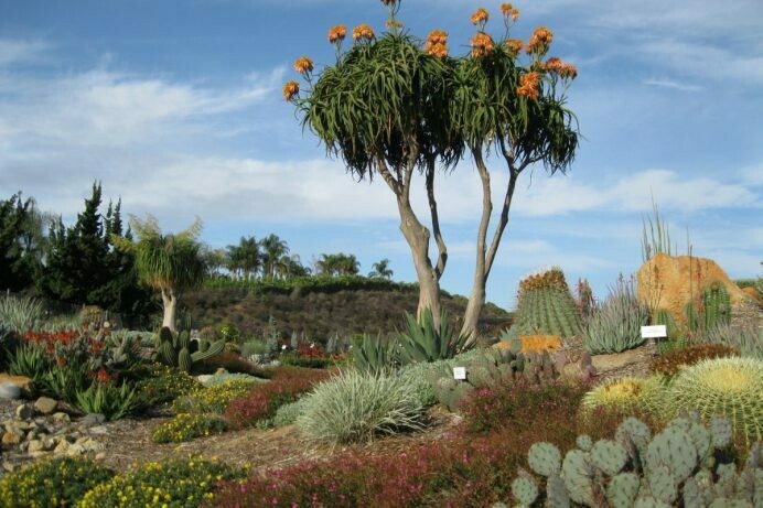 Aloe tongaensis ‘Neanderthaloe’