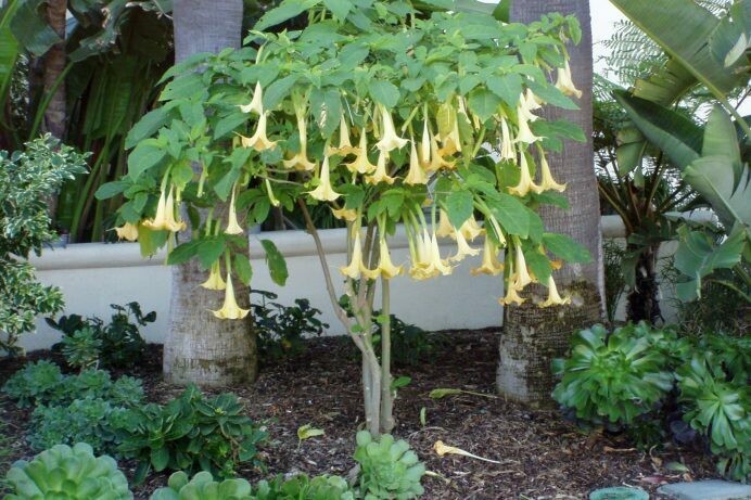 Brugmansia Angel’s Trumpet