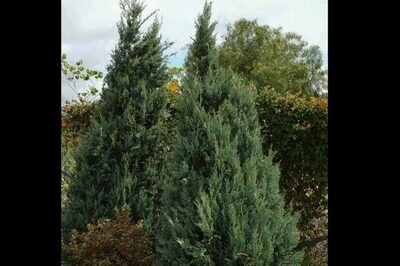 Juniperus scopulorum ‘Wichita Blue’