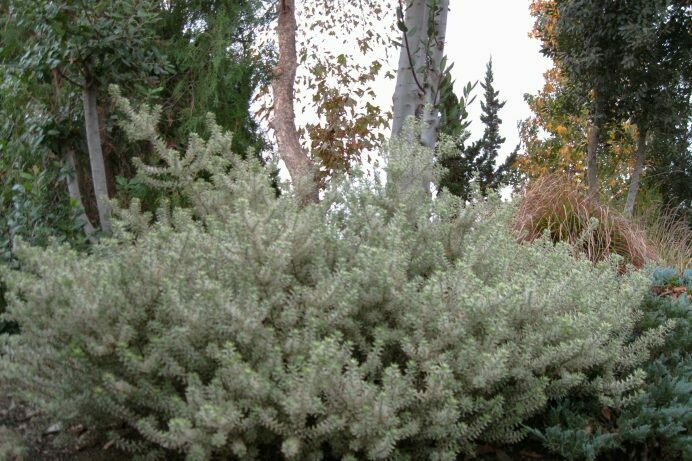 Westringea fruiticosa ‘Morning Light’