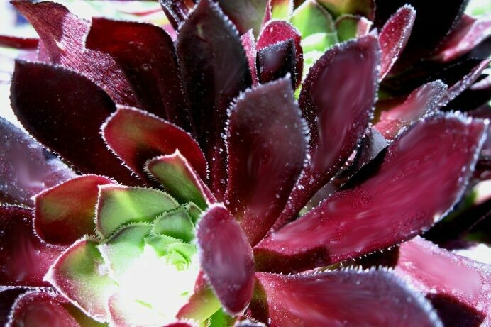 Aeonium arboreum atropurpureum