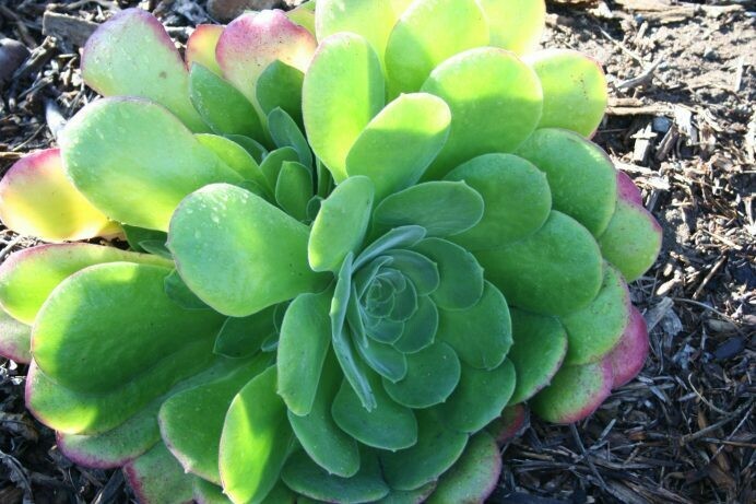 Aeonium canariensis