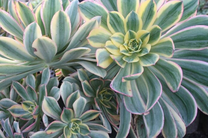 Aeonium haworthii