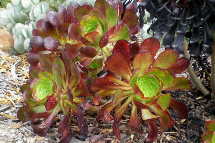 Aeonium hyb. ‘Plum Petals’