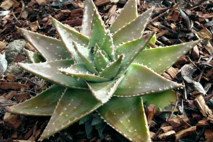 Aloe brevifolia