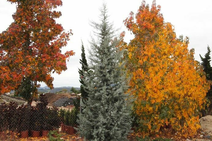 Cupressus arizonica Blue Ice
