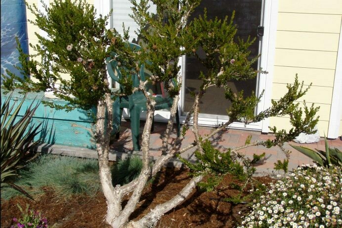 Melaleuca nesophila