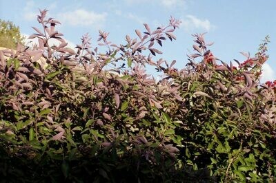 Vitex trifolia Purpurea