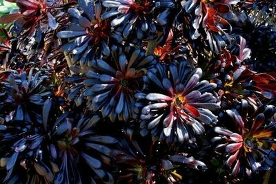 Aeonium arboreum atropurpureum variegata ‘Zwartkop’​