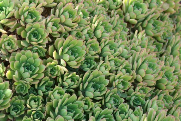 Aeonium hyb. ‘Green Crush’