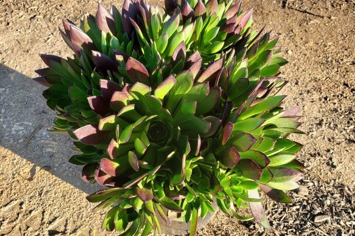 Aeonium hyb. ‘Merlot’ PPAF (asexual reproduction prohibited)