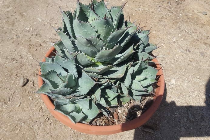 Agave potatorum hybrid ‘Bon Petite’