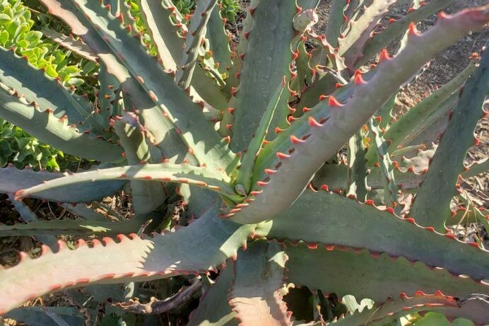 Aloe divaricata