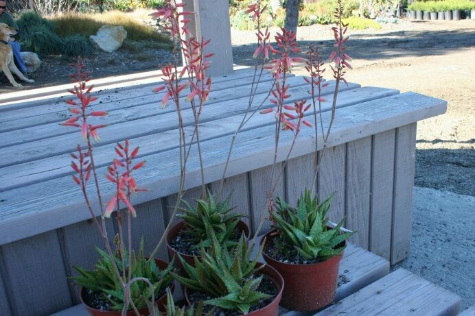 Aloe hyb. ‘Forlirpa’