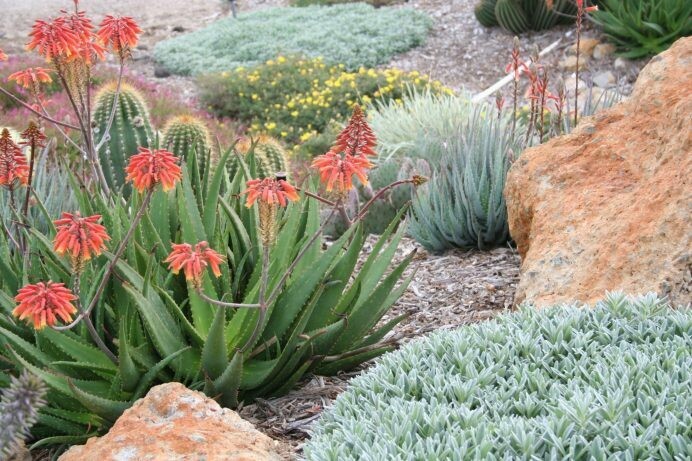 Aloe rudikoppe