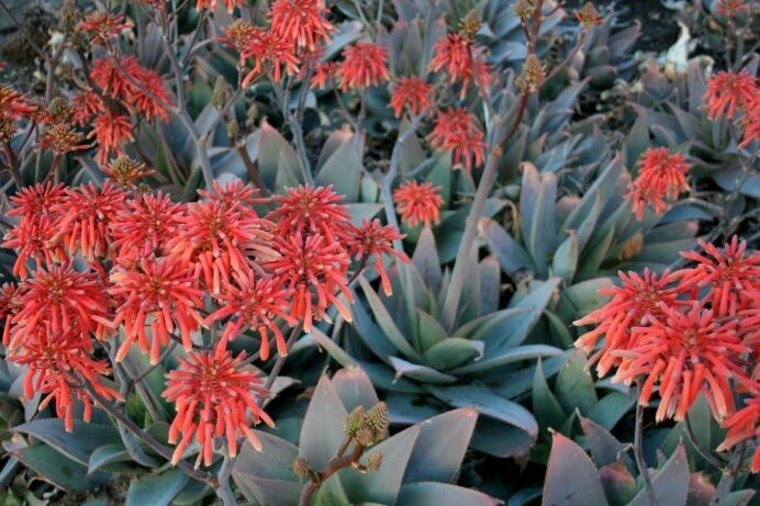 Aloe striata hyb. ‘Ghost Aloe’