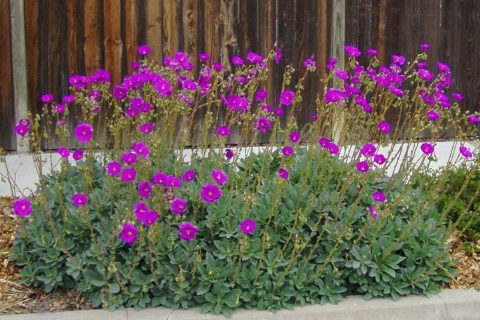 Calandrinia spectabillis