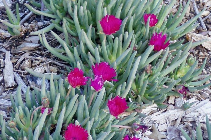 Cephalophyllum Red Spike