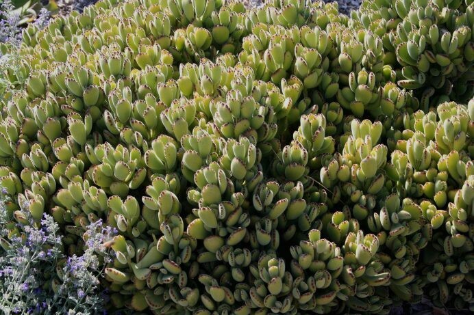 Cotyledon tomentosa