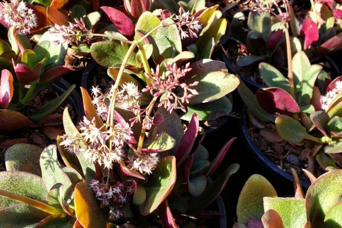 Crassula multicava ‘Red’