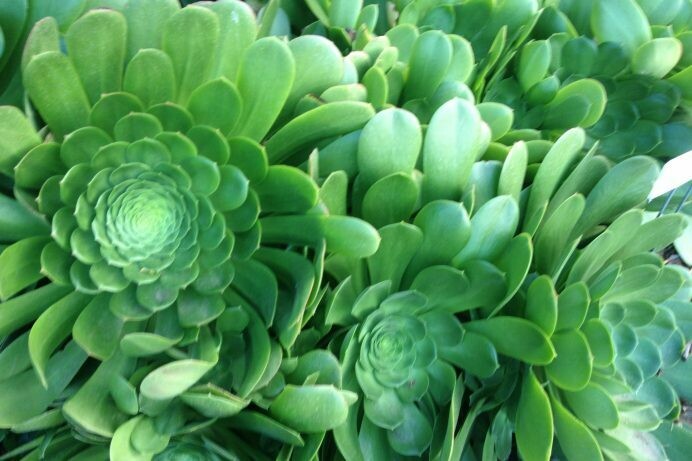 6 Aeonium Urbicum Saucer Salad Bowl Plant Succulent Live Plant