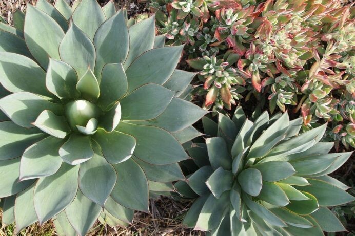 Agave sp. ‘Moonshine’