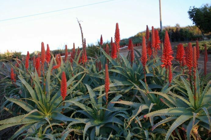 Aloe arborescens