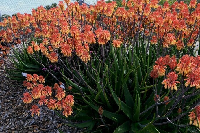 Aloe camperi