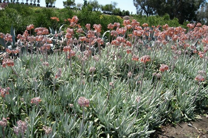 Cotyledon Long Fingers