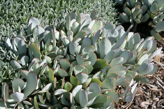 Cotyledon orbiculata cultivar – Whitewash