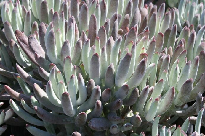 Cotyledon sp. ‘Chalk Fingers’