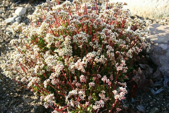 Crassula pubescens radicans
