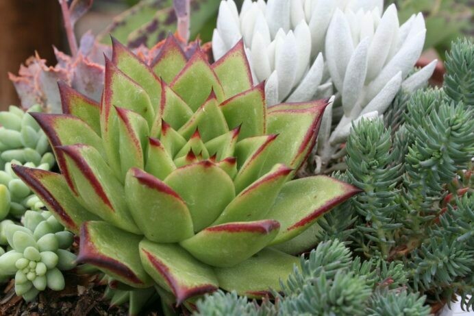 Echeveria agavoides