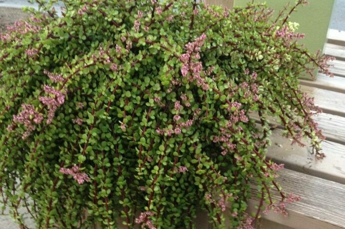 Portulacaria afra minima