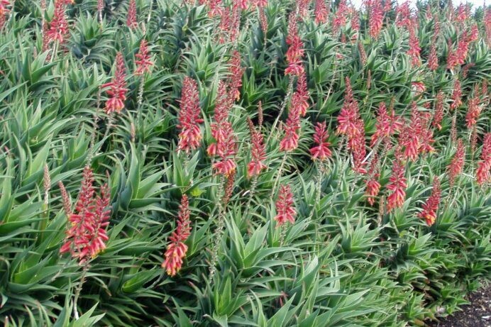 Aloe ciliaris hybrid