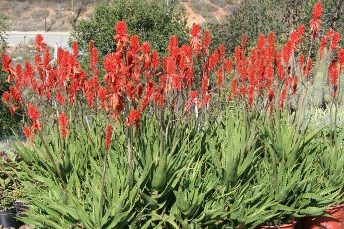 Aloe dawei